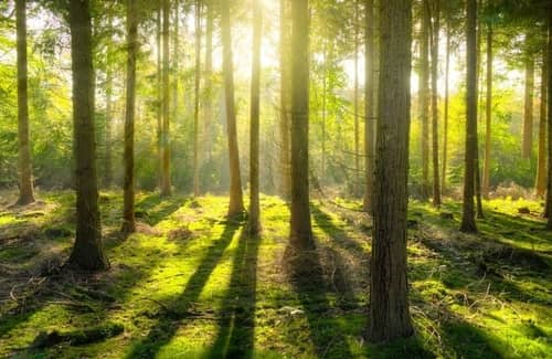 Ein Wald erstrahlt im Sonnenlicht
